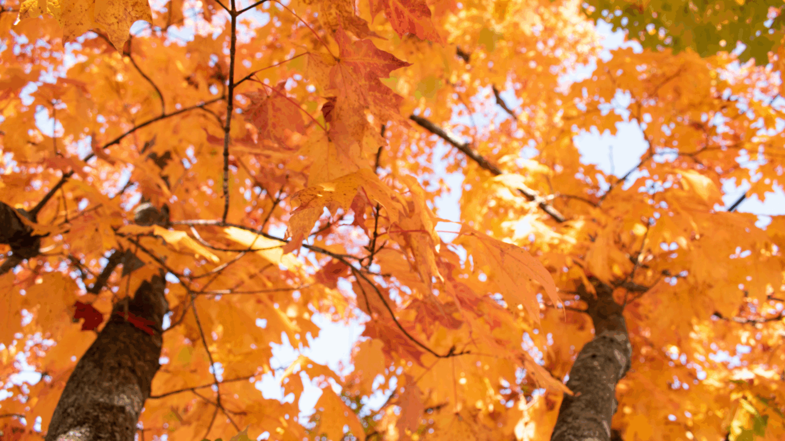 Fall in Montgomery County