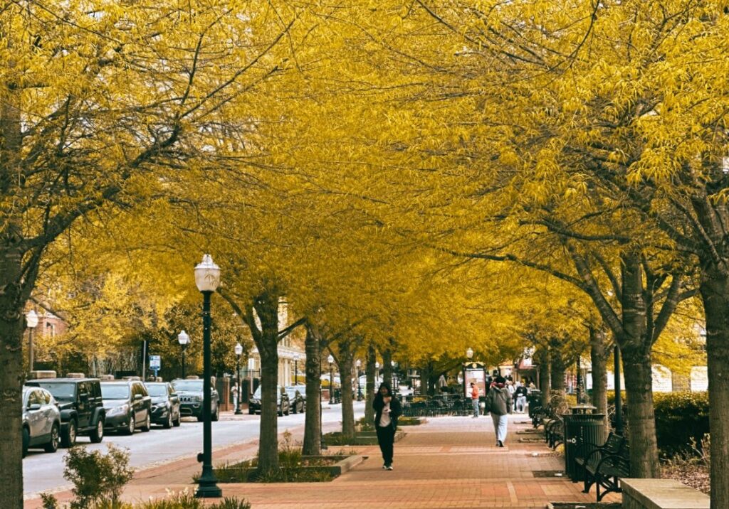 People walking through downtown Blacksburg under a canopy of yellow leaves.