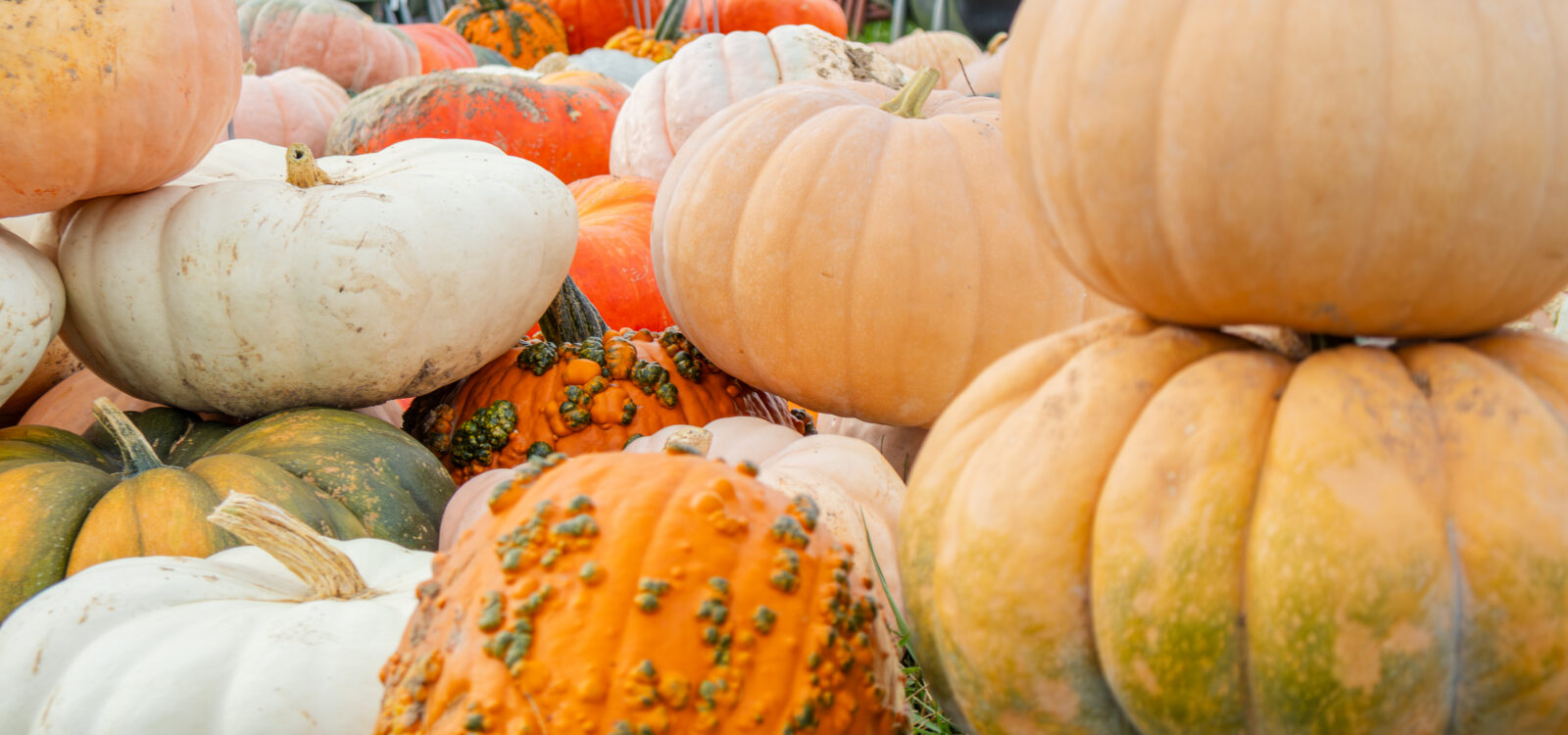Spooky Events and Fall Favorites